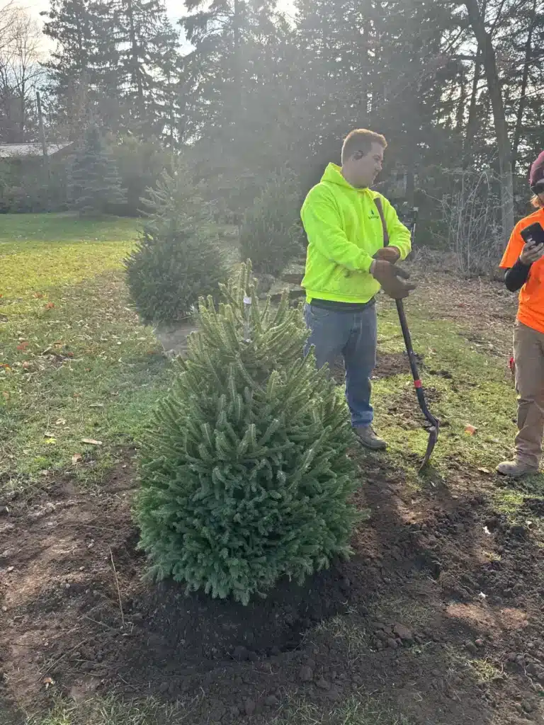 This image depicts two individuals engaged in an outdoor activity, likely tree planting or landscaping. The foreground shows a freshly planted evergreen tree with rich green foliage, positioned in a hole with soil mounded around its base, indicating recent planting. The person on the left is wearing a bright neon yellow jacket and blue jeans; they appear to be removing gloves or adjusting their hands, with their attention directed downwards. The second person, partially visible on the right side, is wearing an orange hoodie and holding a smartphone in their hands. Behind them, the environment is a residential yard with various trees and a house in the distance. The sky is overcast, suggesting it might be a cool day.