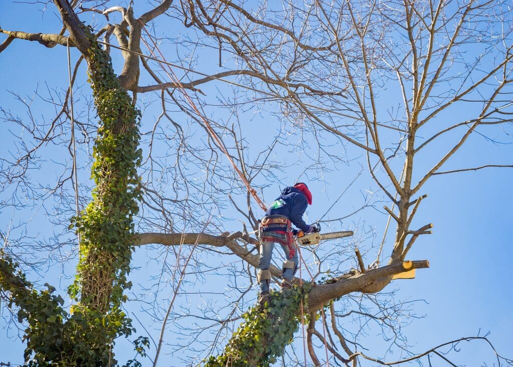 A person wearing safety gear is trimming a tree with a chainsaw, high above the ground on a sunny day, surrounded by ivy and bare branches.