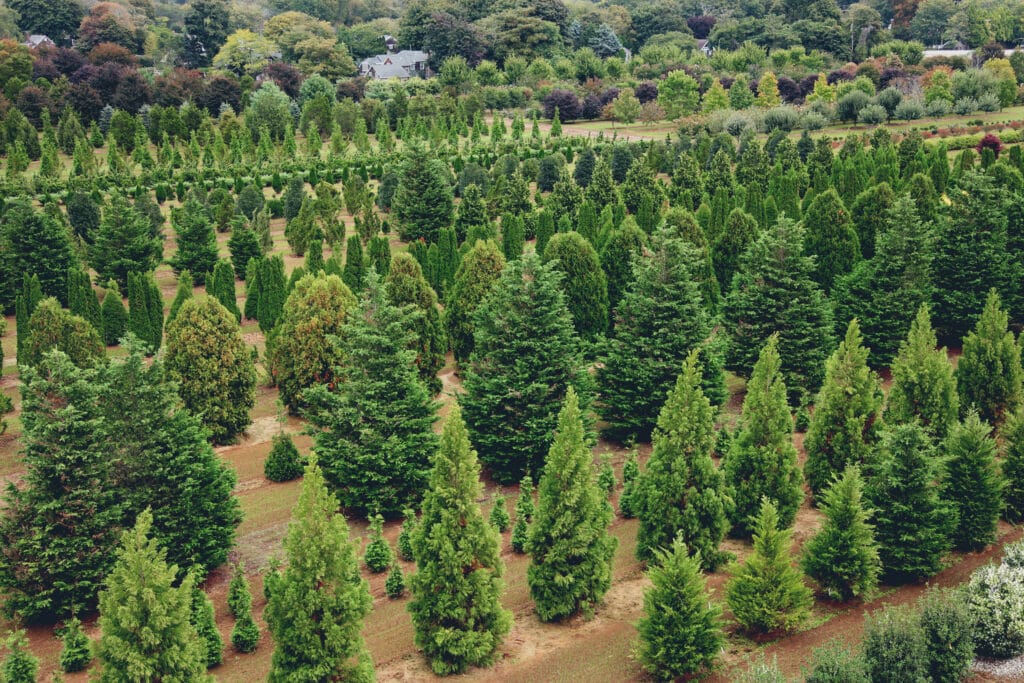 This is an aerial view of a neatly organized tree farm with rows of coniferous trees. The greenery is lush, and the surroundings have varied vegetation.