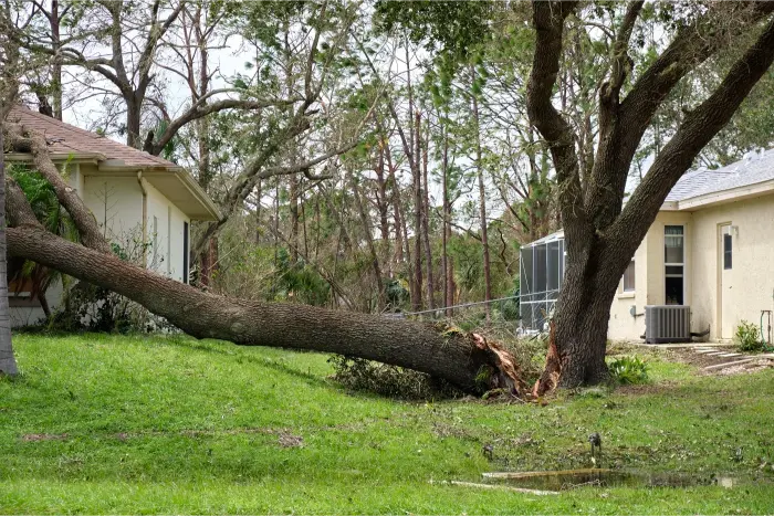 removing damaged tree after a hurricane in muskego