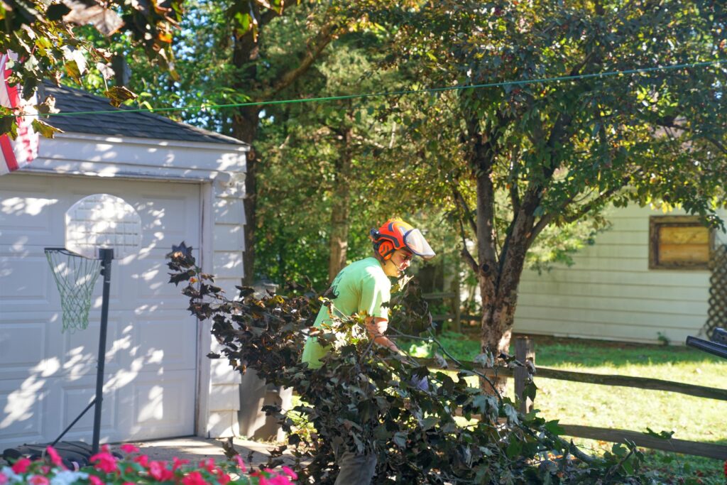 tree services disposing branches