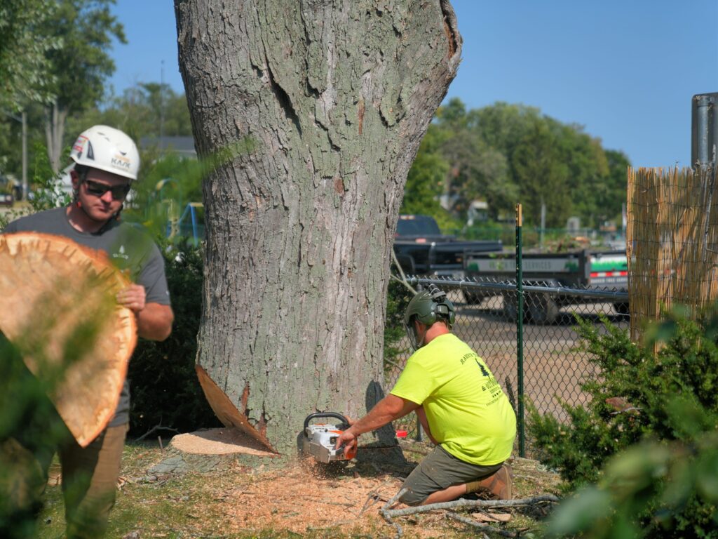 tree removal using chainsaw