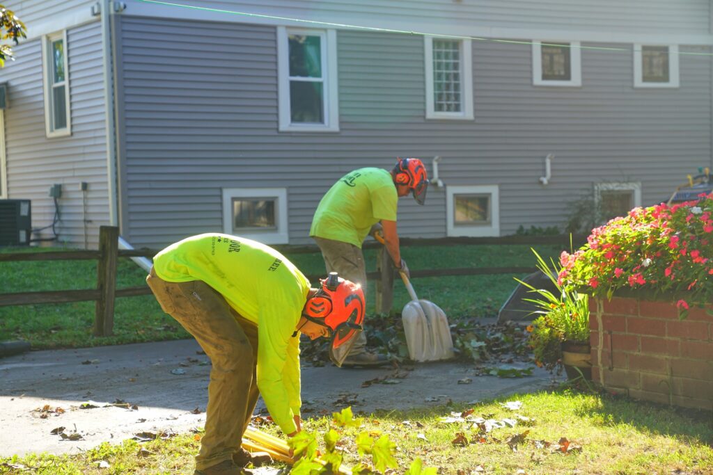 tree services cleaning dried leaves