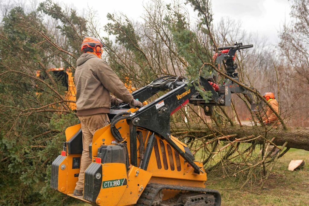 tree removal services in burlington