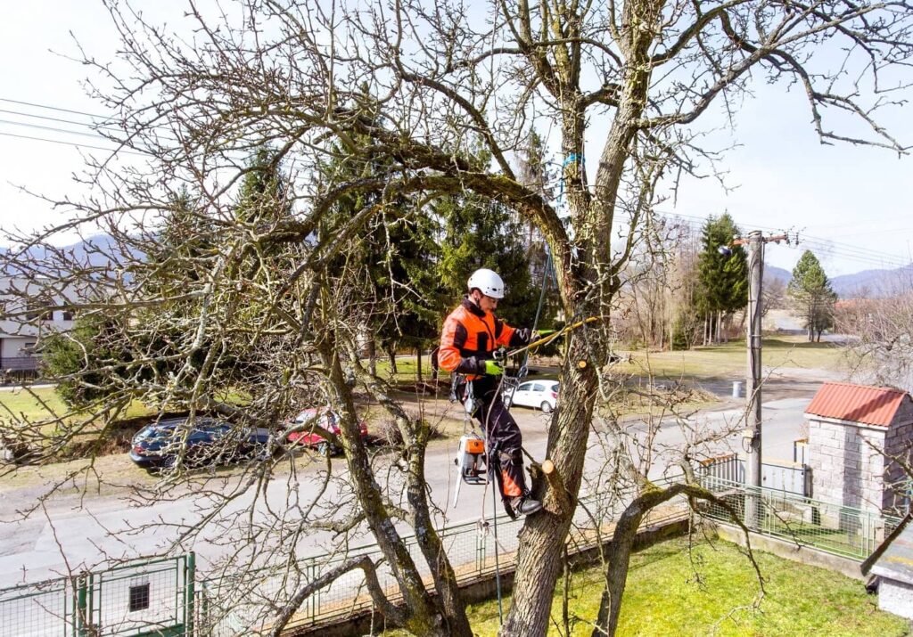 A professional from RauschTree in Wisconsin, wearing orange safety gear and a helmet, is pruning a leafless tree with a saw while elevated with a harness, set against a backdrop of clear skies, buildings, power lines, and parked cars.