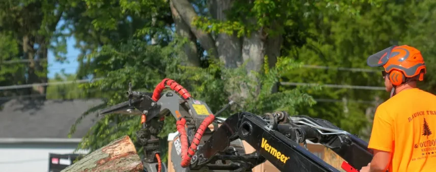 stump grinding, carpenter ants, root rot spread, wood-boring beetles, pest prevention, Burlington WI, landscape replanting
