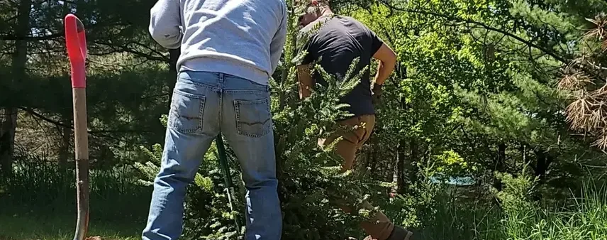 Tree care workers planting a young evergreen tree in Burlington, WI