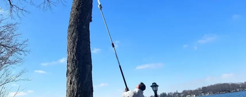 Two mature tree stems growing from one shared union near a Southeast Wisconsin home