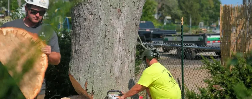 Emergency Tree Removal in Southeastern Wisconsin
