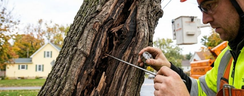 Arborist performing hazardous tree inspection showing trunk cracks in Southeast Wisconsin before storm season
