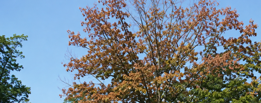 Red oak with canopy dying from the top down from oak wilt in southern Wisconsin.