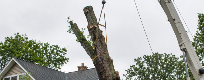 Large tree removal in Burlington, WI, using a crane near a residential home