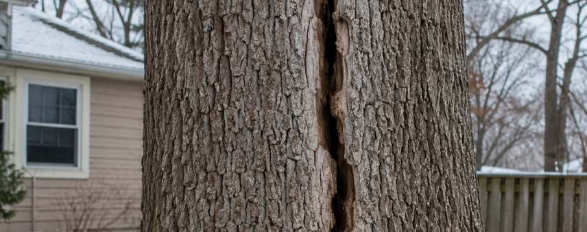 Deep vertical frost crack splitting the bark of a mature oak tree in a Racine County backyard after a harsh Wisconsin winter.