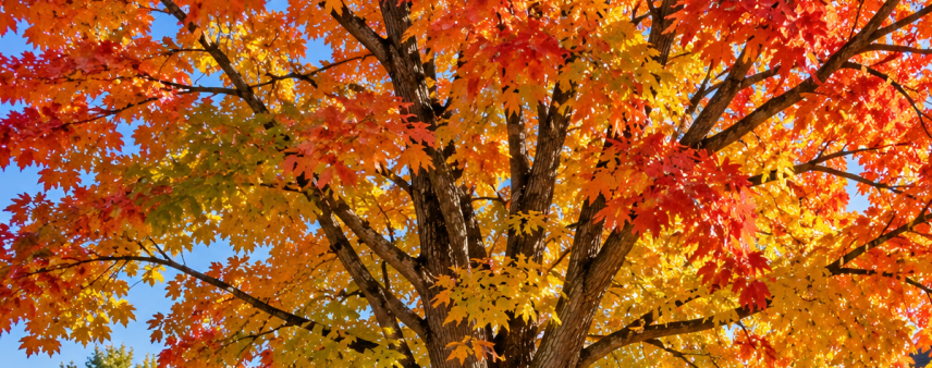 Mature sugar maple with fall color in a Kenosha, WI yard