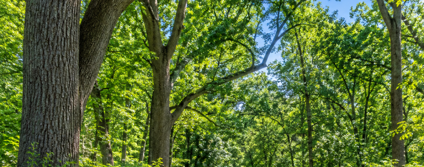 Wooded walking trail surrounded by mature trees in a public green space in Racine County, Wisconsin